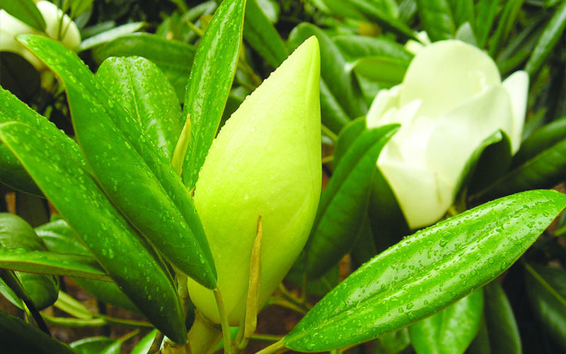 银丝茉莉如何修剪 银丝茉莉修剪方法(图)