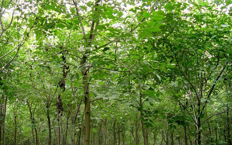 君子兰黄叶是怎么回事 君子兰黄叶怎么办(图)